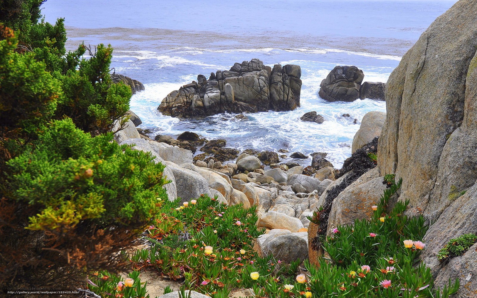 Coastal rocks and wildflowers