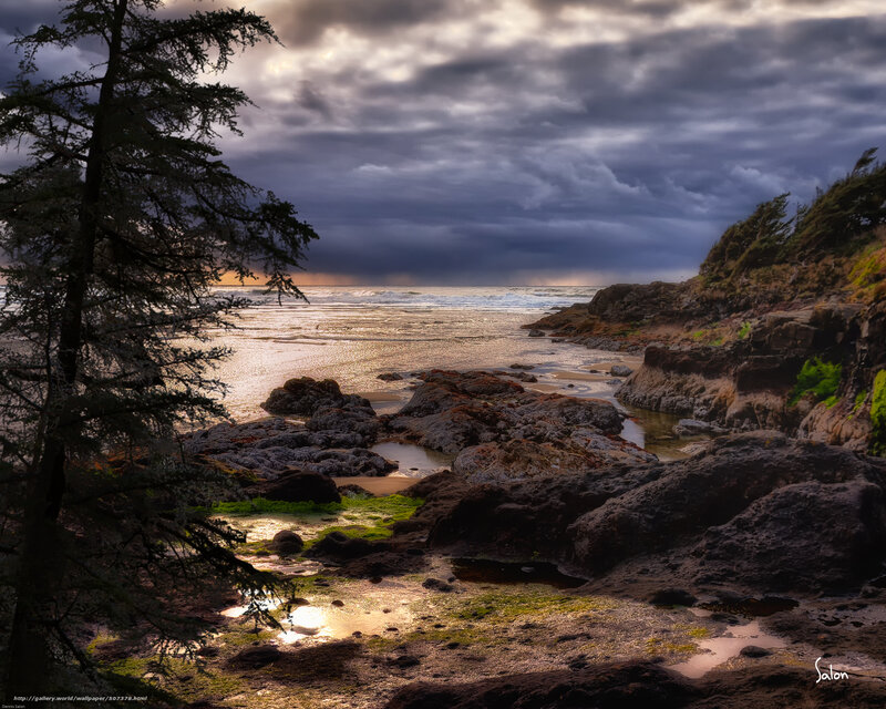 Coastal Rocks at Sunset — Gray, Dramatic, Photograph, Trees