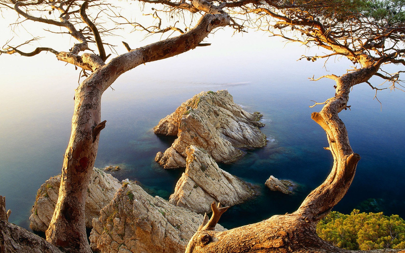Coastal rocks framed by tree branches