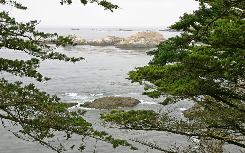 coastal rocks through tree branches