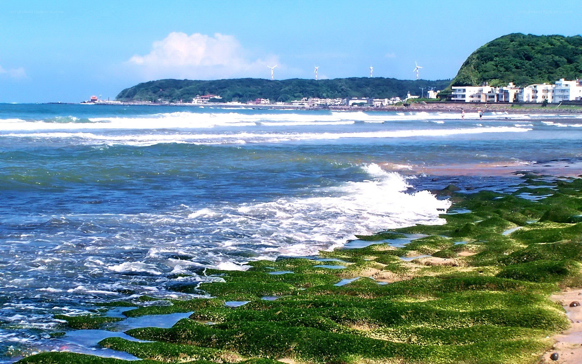coastal rocks with green algae