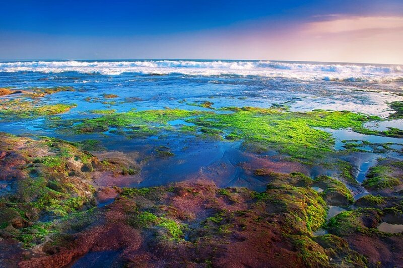 coastal rocks with green algae
