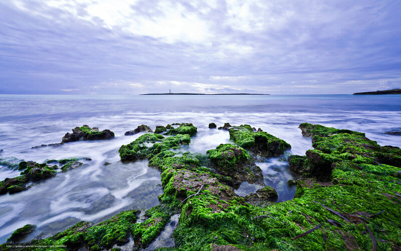 Coastal rocks with green algae