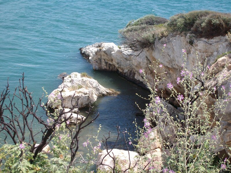 coastal rocks with purple flowers
