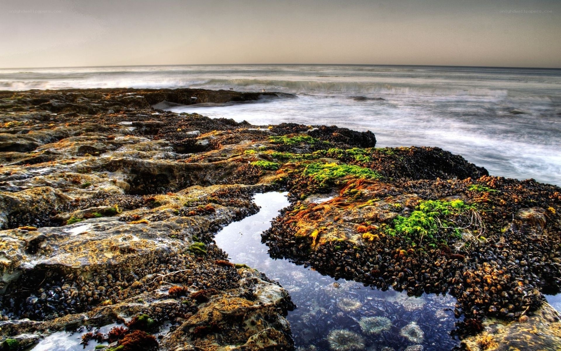 coastal rocks with tide pools