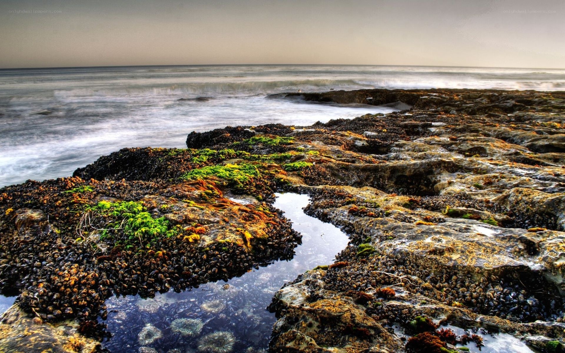 coastal rocks with tide pools