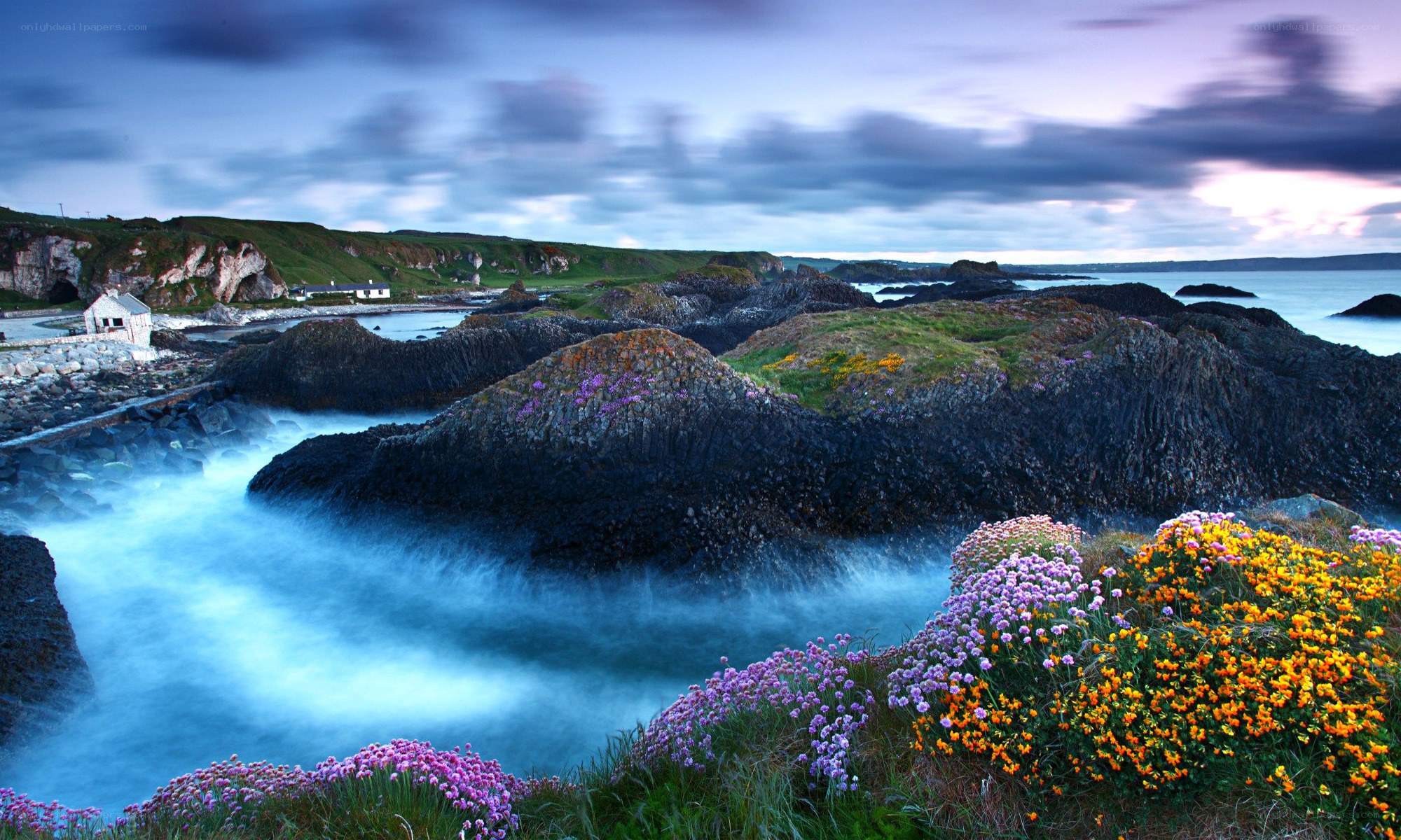 coastal rocks with wildflowers
