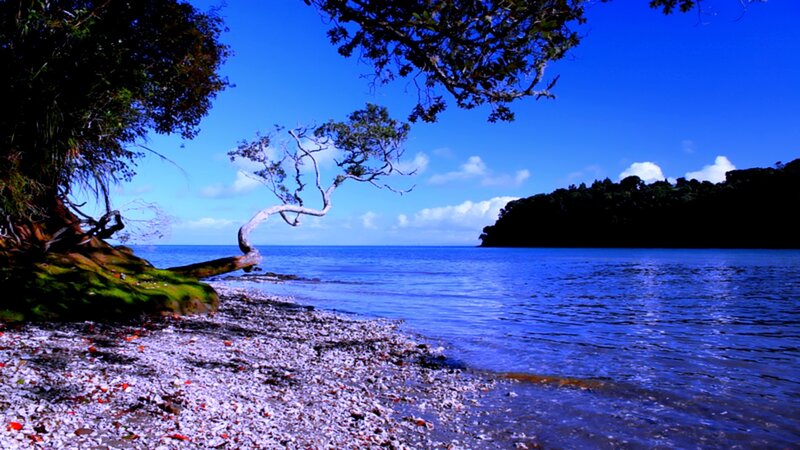 coastal scene with bent tree