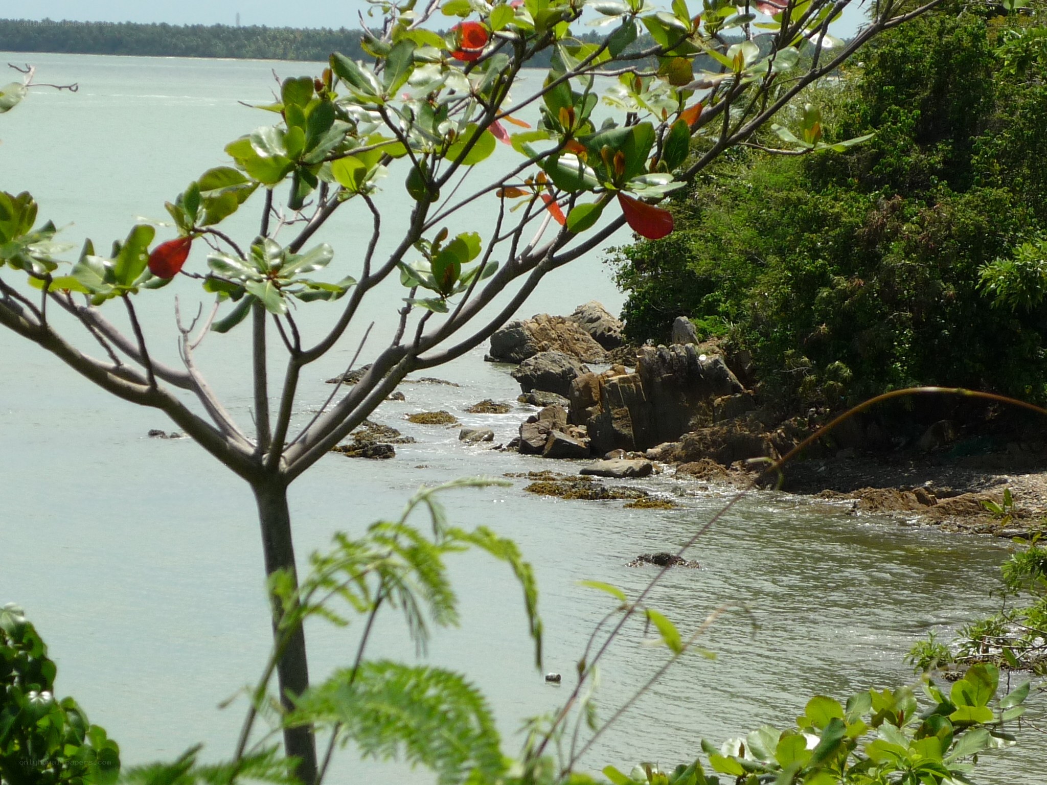 Coastal scene with flowering tree