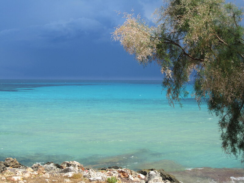 Coastal Scene with Tree