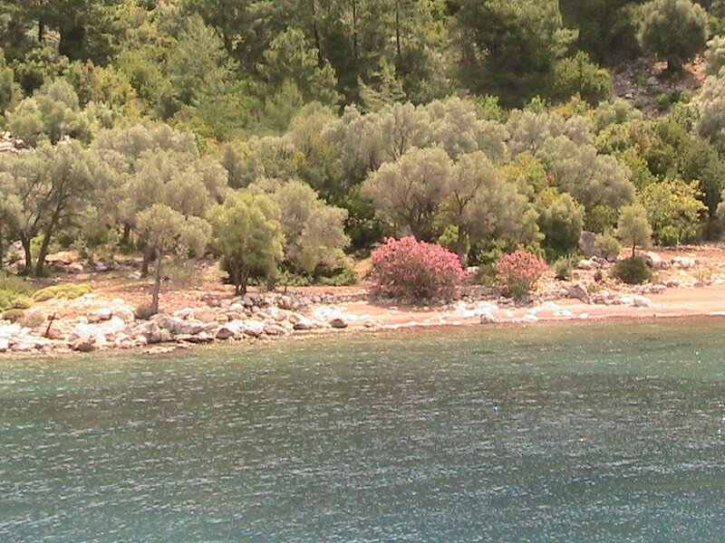 Coastal Shrubbery and Water