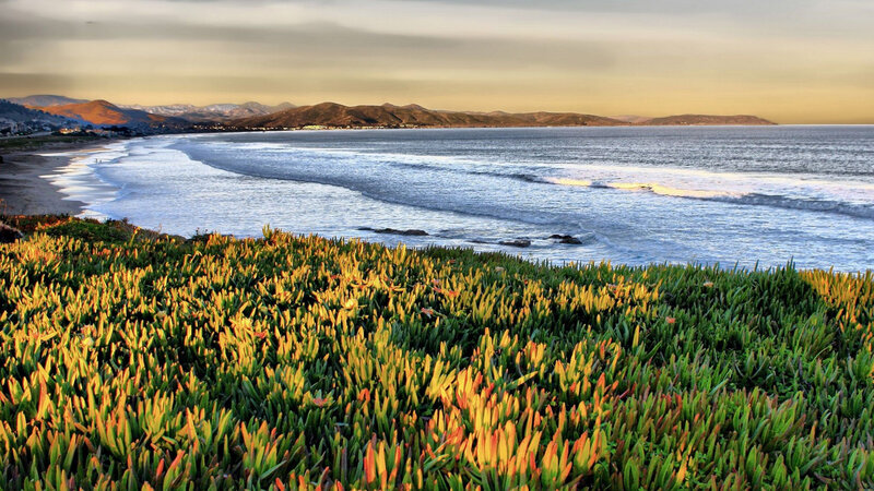 Coastal Succulent Plants