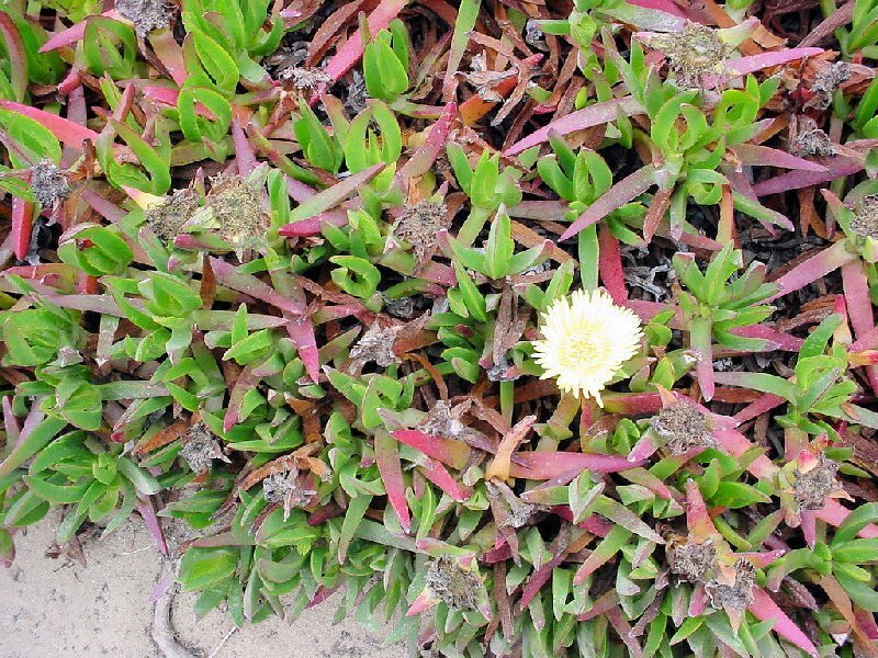 coastal succulent with yellow flower