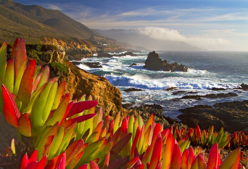 Coastal Succulents on Cliffs
