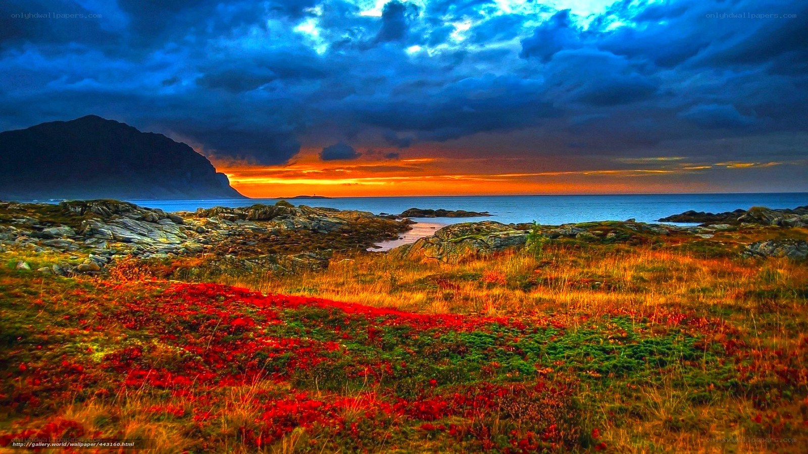 Coastal Sunset with Red Flowers