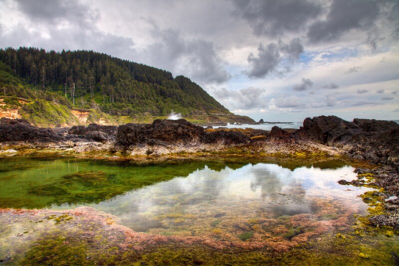 coastal tide pool with forest backdrop