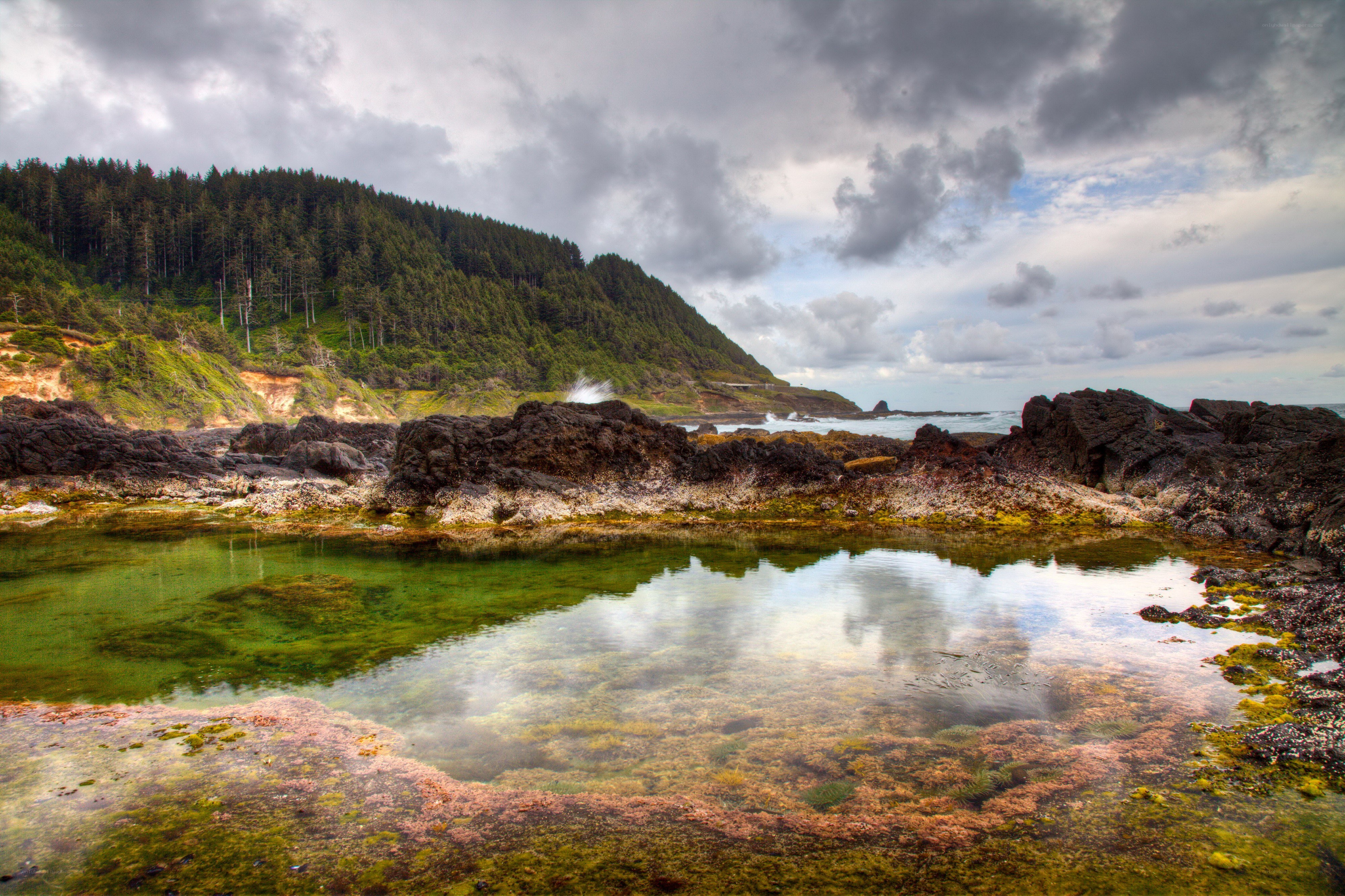 coastal tide pool with forest backdrop