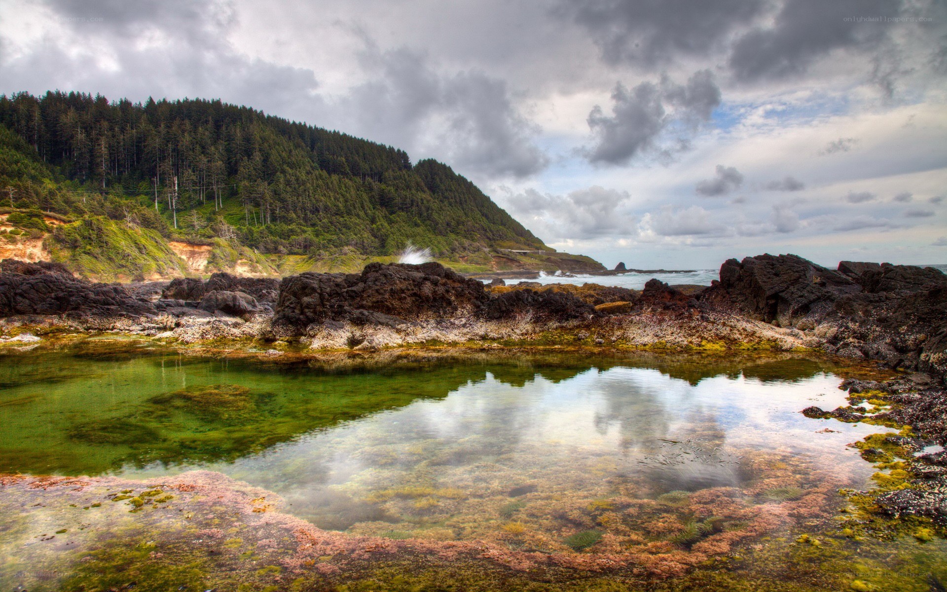 coastal tide pool with forest backdrop