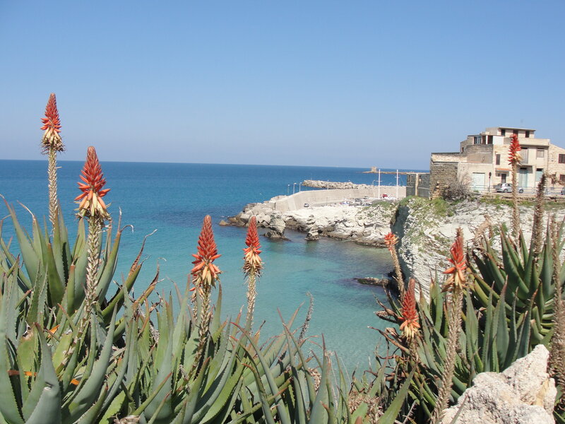 Coastal town with aloe plants