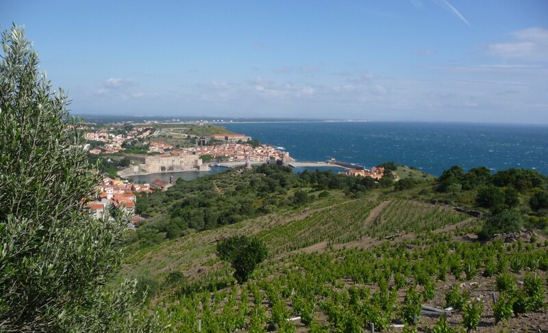 Coastal town with vineyards