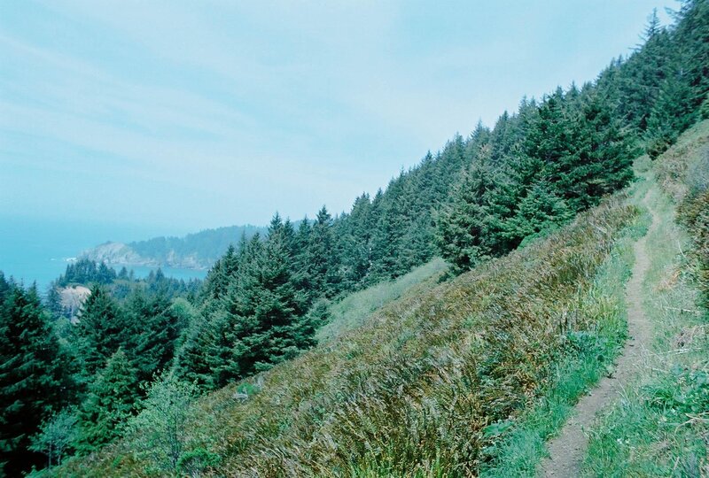 Coastal trail with forest view