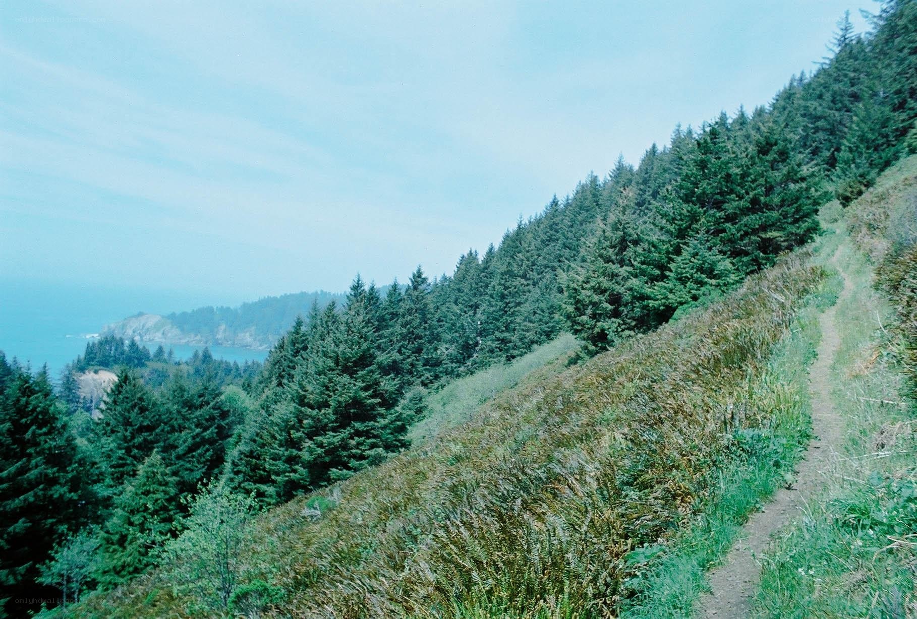 Coastal trail with forest view