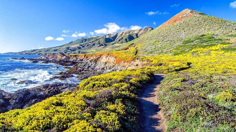 Coastal trail with wildflowers