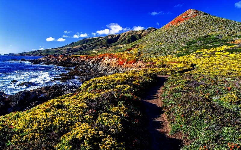 Coastal Trail with Wildflowers — Blue