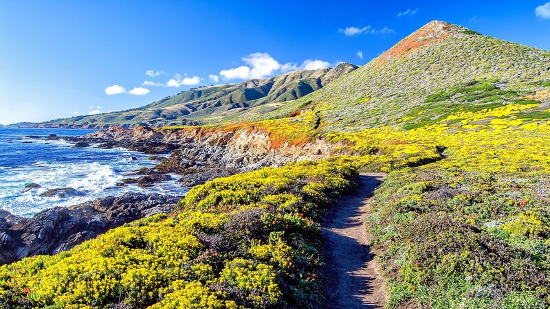 Coastal Trail with Wildflowers — Yellow, Serene, Afternoon, Photograph, Ocean, Mountain, Path