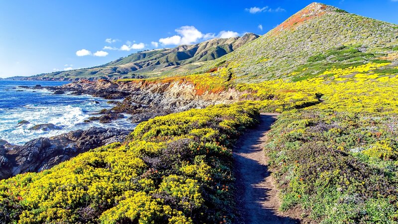 Coastal Trail with Wildflowers — Yellow, Serene