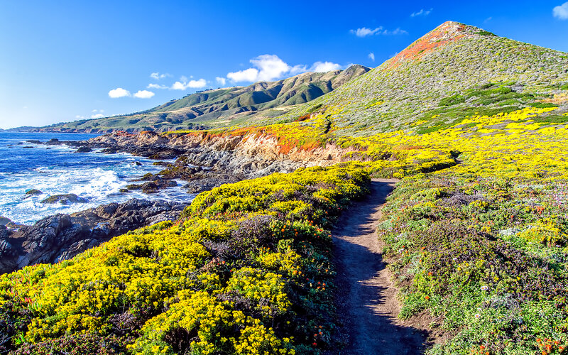 Coastal Trail with Wildflowers — Yellow