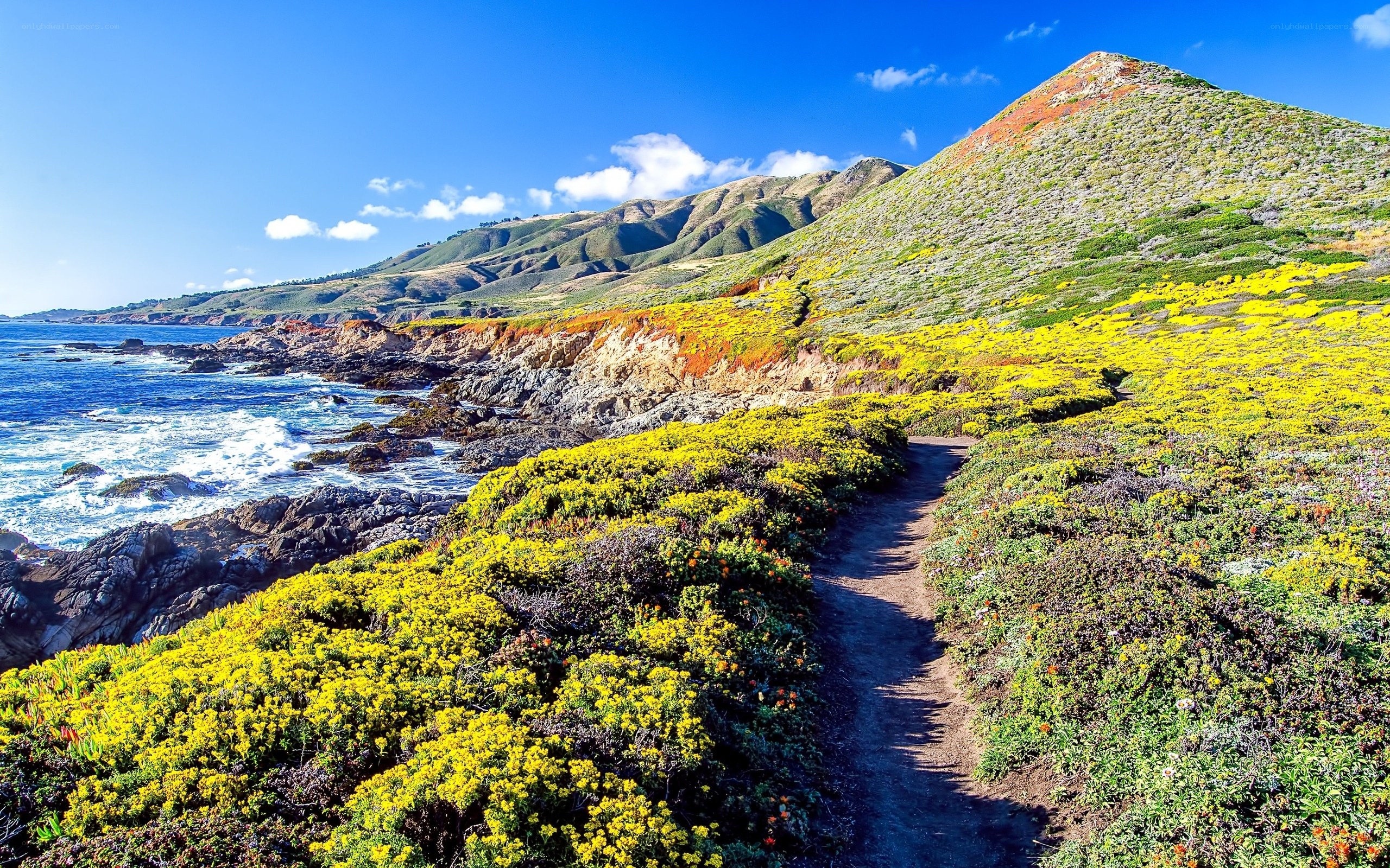 coastal trail with wildflowers