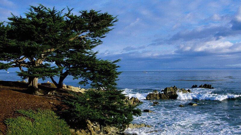 Coastal Tree by Ocean — Blue