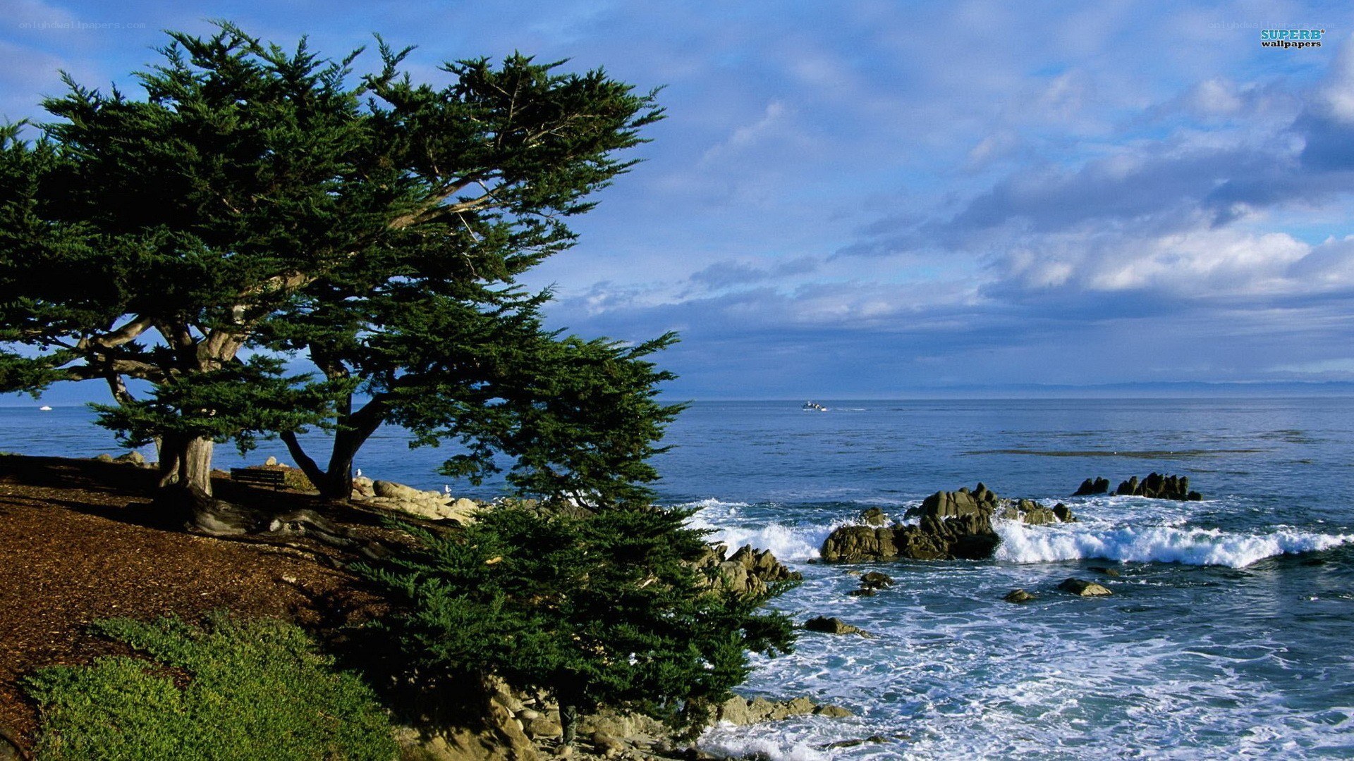 coastal tree by the ocean