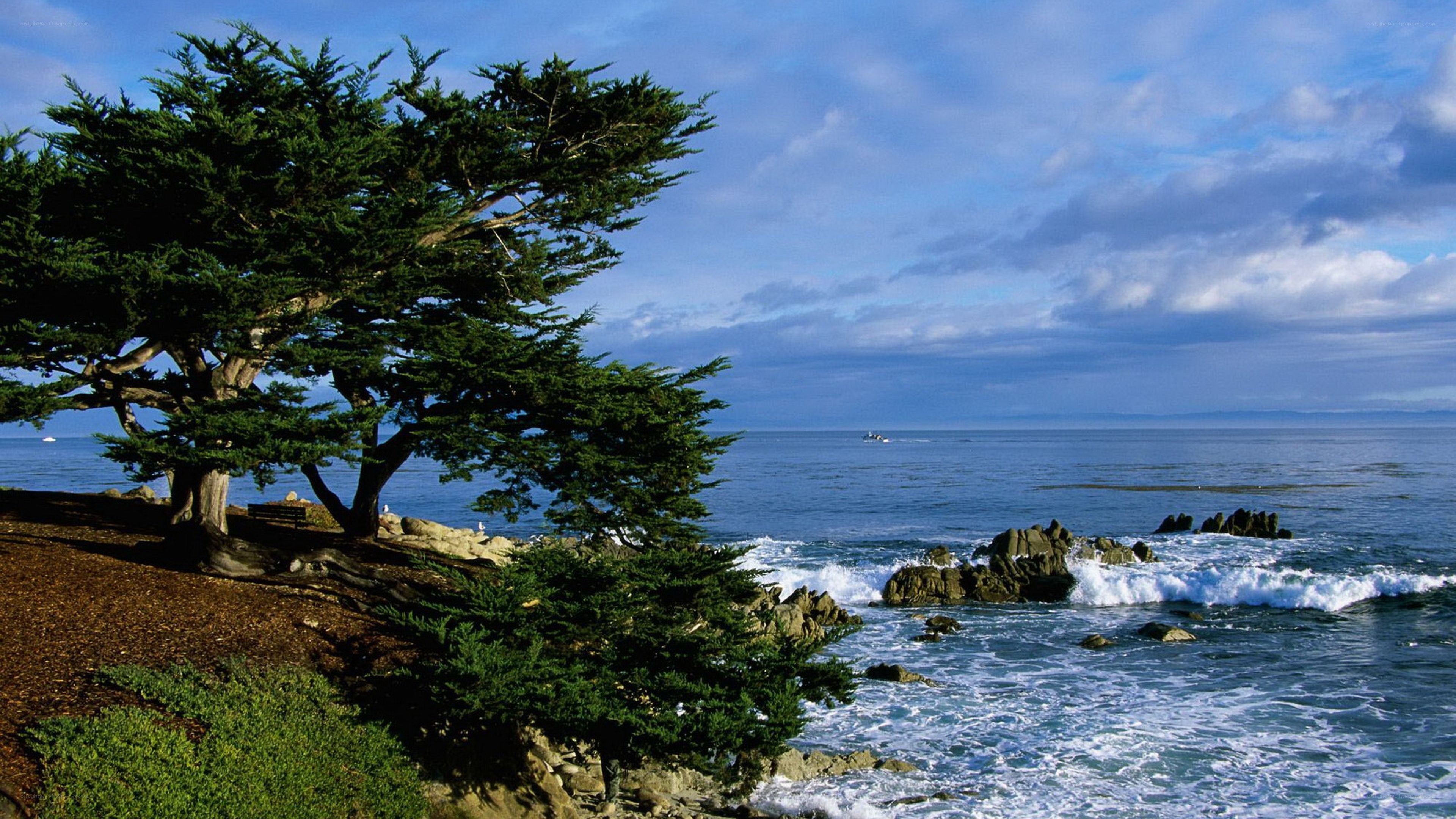 coastal tree by the ocean