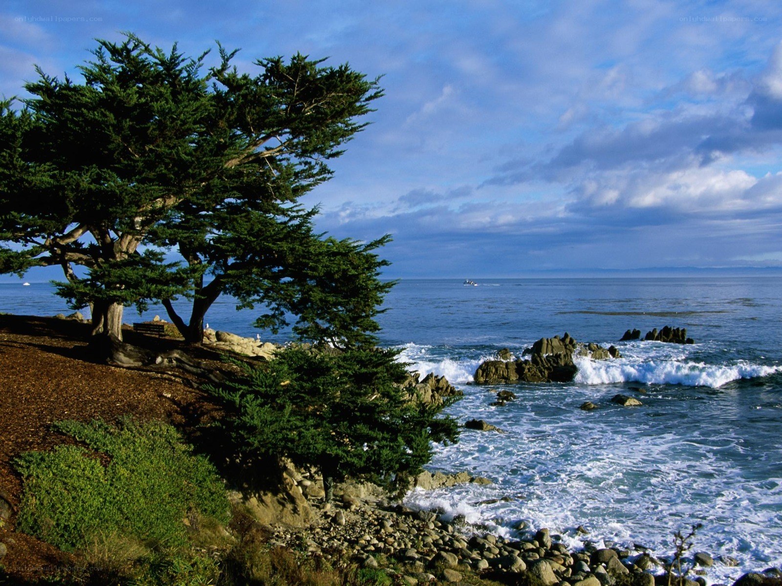 Coastal tree by the ocean