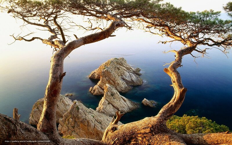 Coastal tree framing ocean view