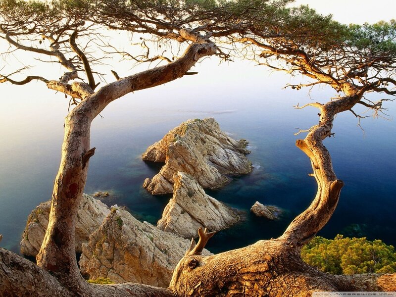 Coastal Tree Framing Rocks — Blue