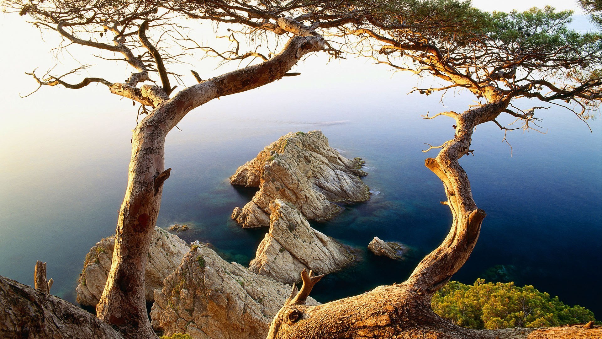 Coastal tree framing rocks