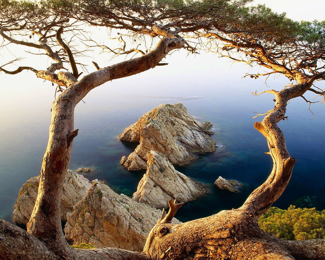 Coastal tree framing rocky islet