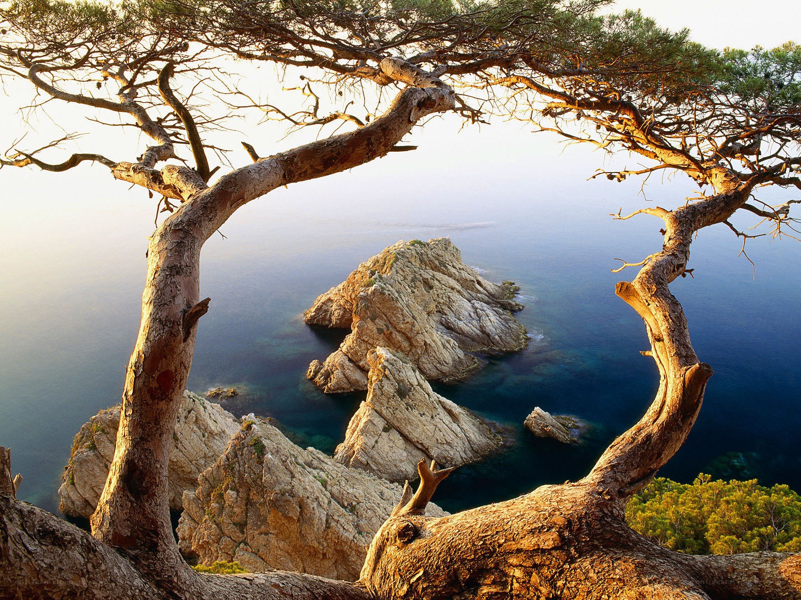 Coastal tree framing rocky islet