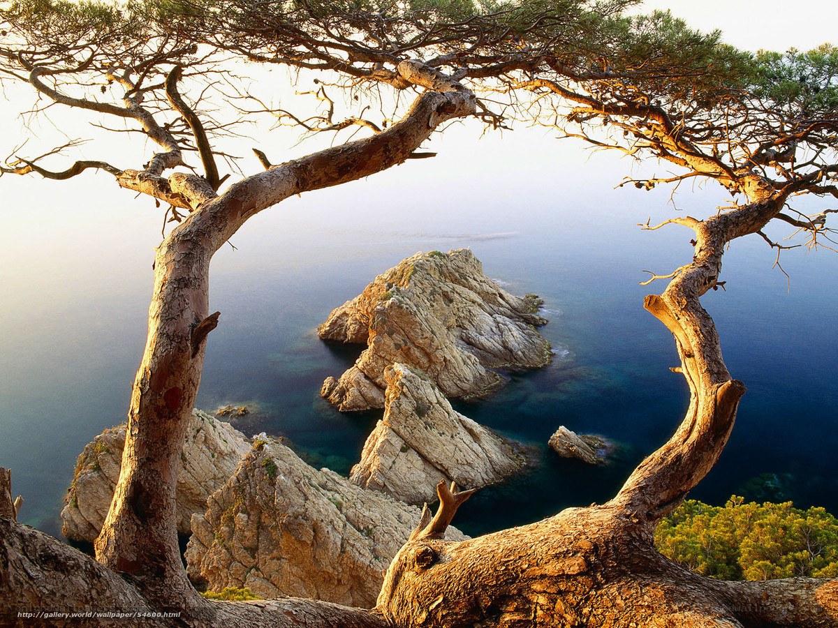 Coastal tree framing rocky islet