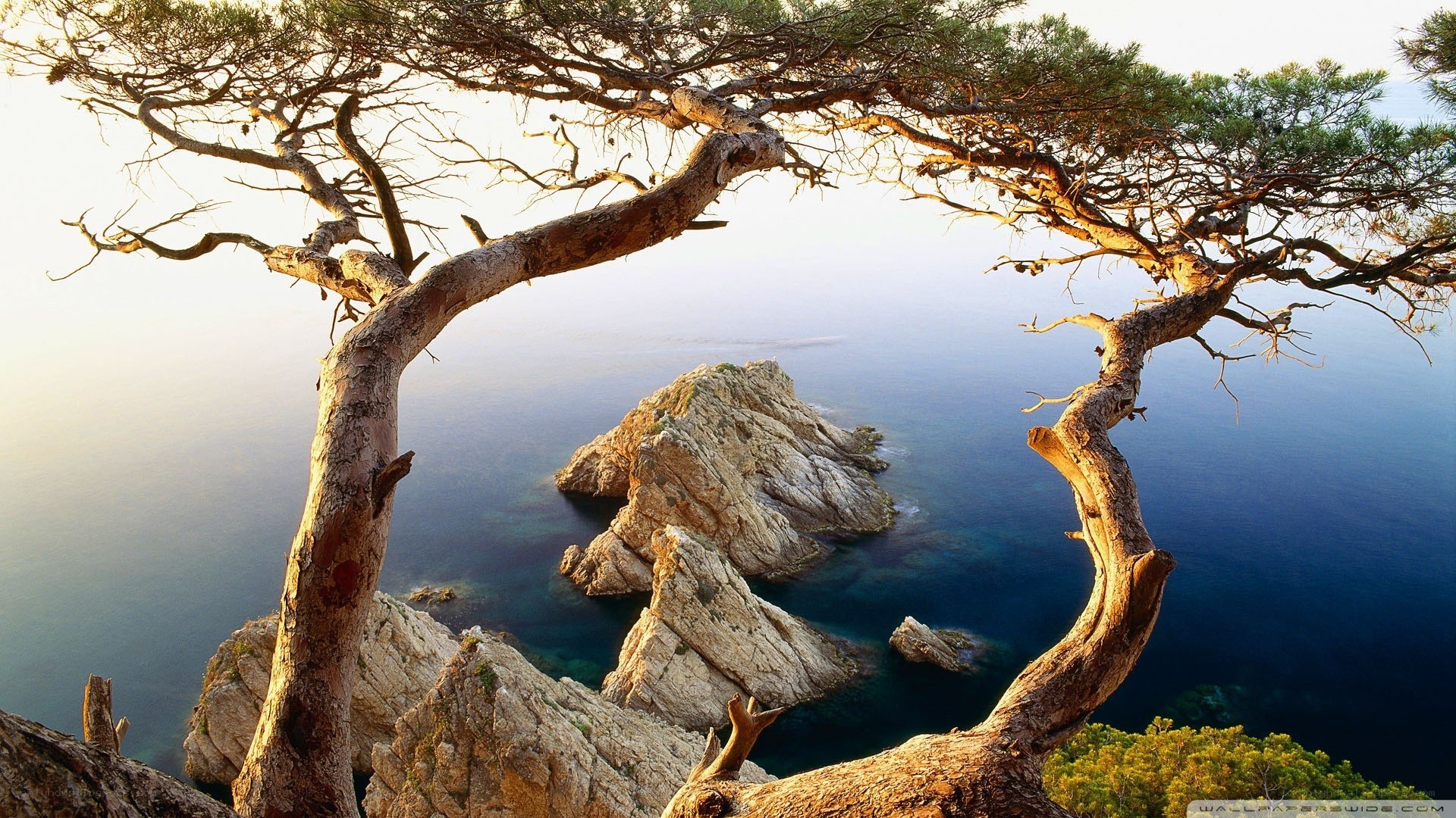 Coastal tree framing sea rocks