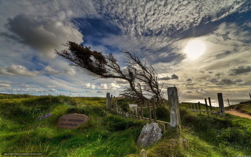 Coastal tree in strong wind