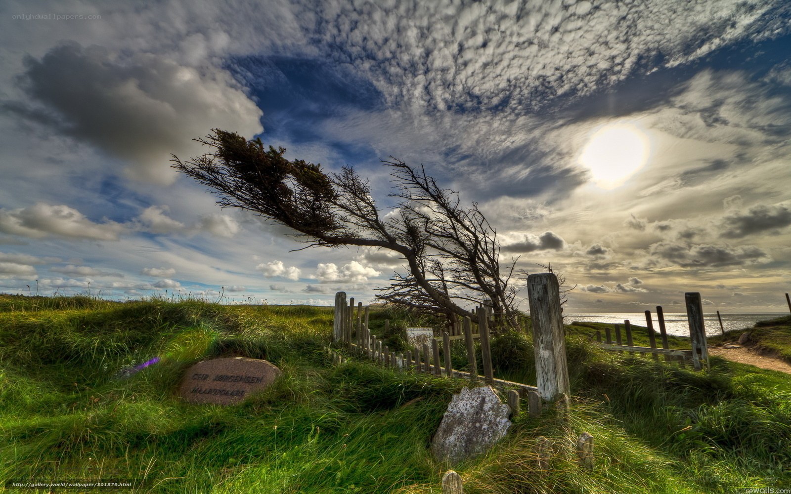 Coastal tree in strong wind
