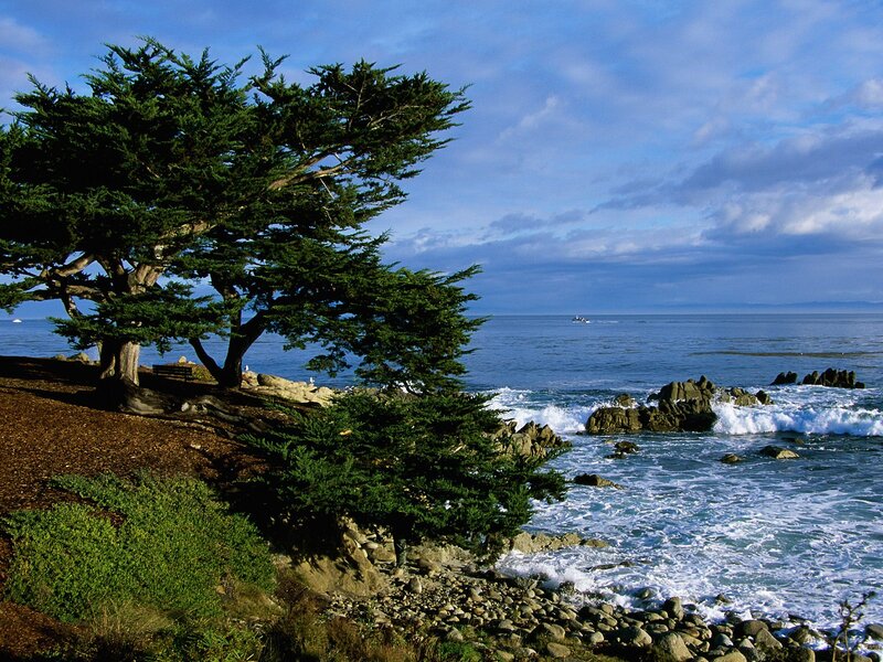 Coastal Tree on Rocky Shore