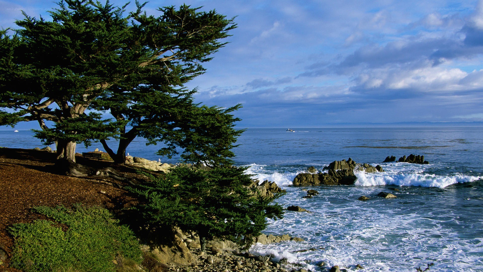 coastal tree overlooking ocean