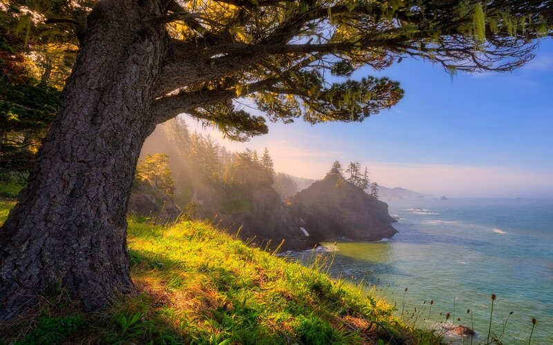 Coastal Tree Overlooking Ocean — Green, Serene