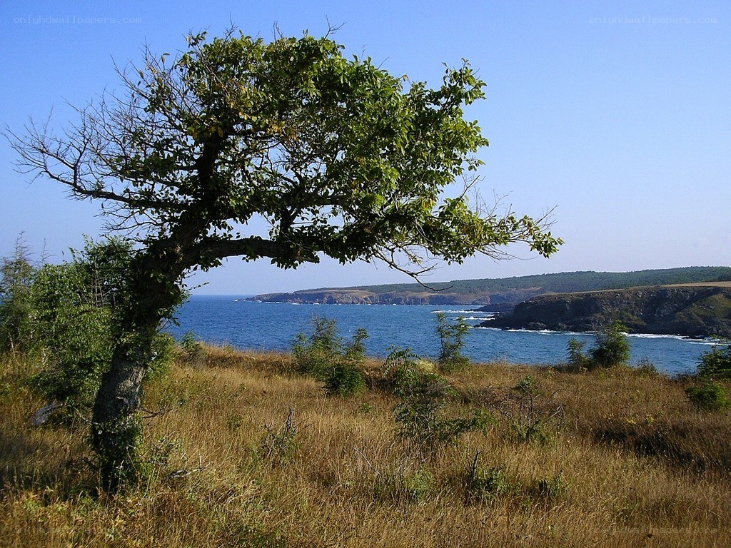 Coastal tree overlooking the sea