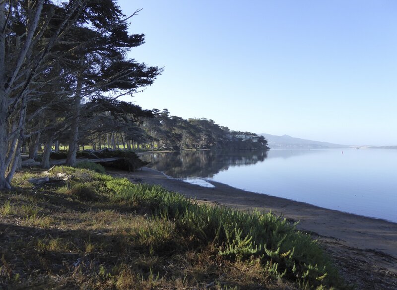 Coastal Trees and Bay